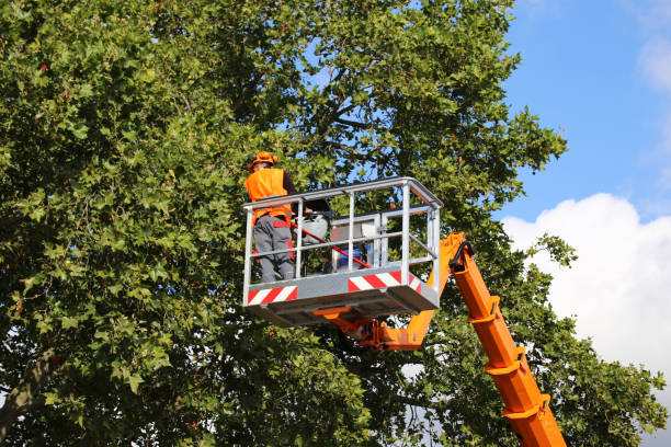 Best Tree Risk Assessment  in Mill City, OR