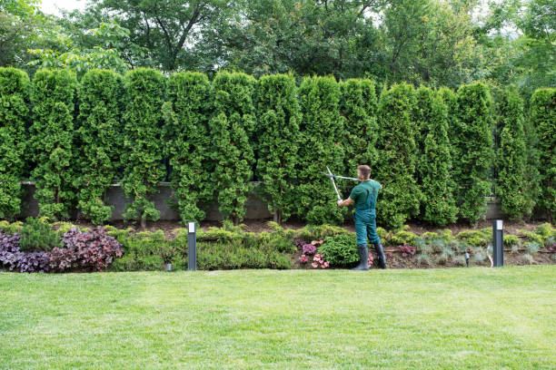 Best Tree and Shrub Care  in Mill City, OR