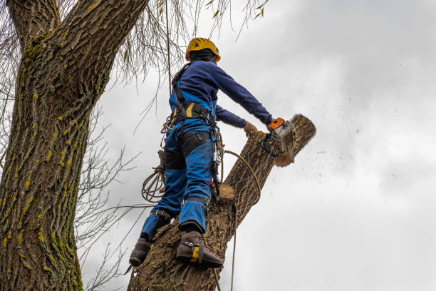 Best Leaf Removal  in Mill City, OR