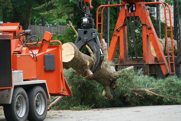 Best Tree Trimming and Pruning  in Mill City, OR