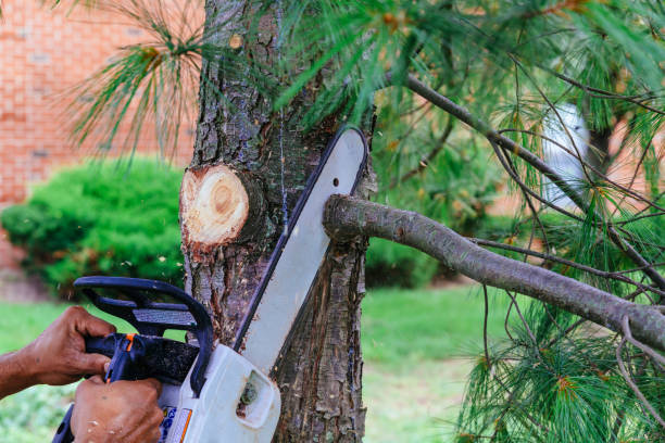 Best Tree Cabling and Bracing  in Mill City, OR
